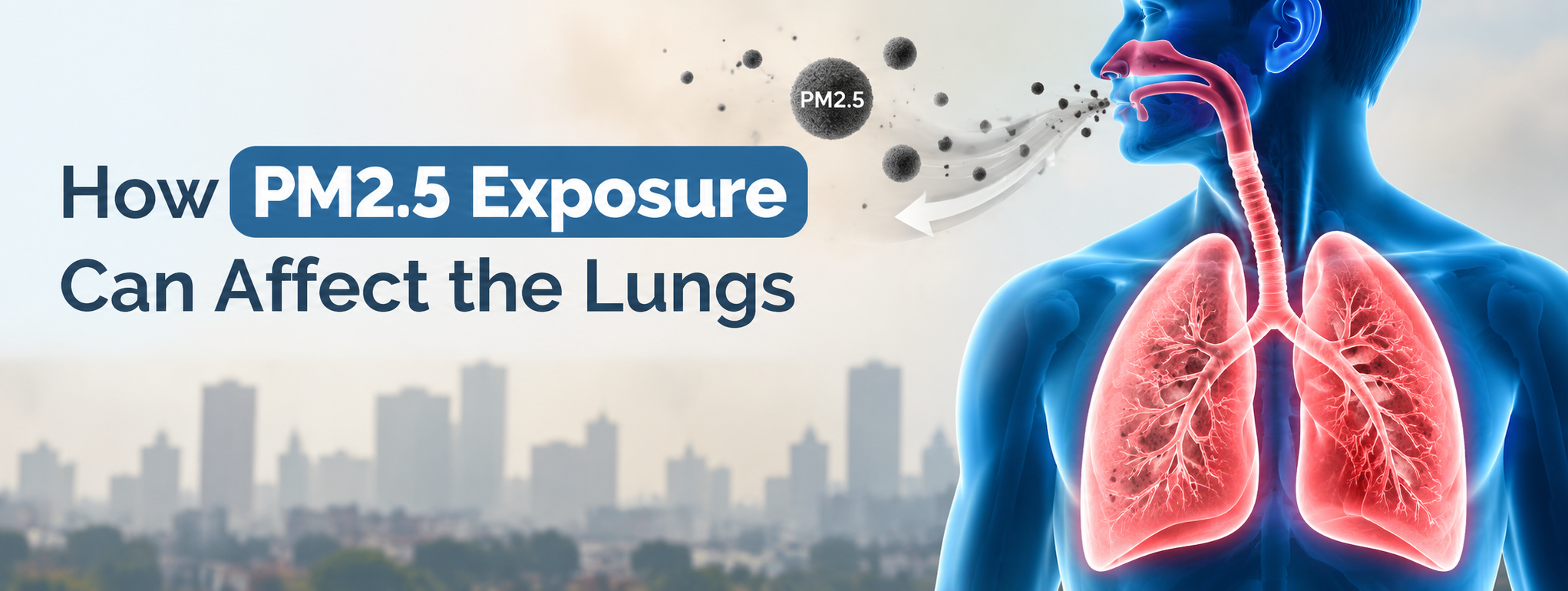 How PM2.5 Exposure Can Affect the Lungs.